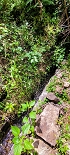 Plants: image 114 Of 208 Thumb